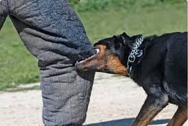 Dog Bite Injury